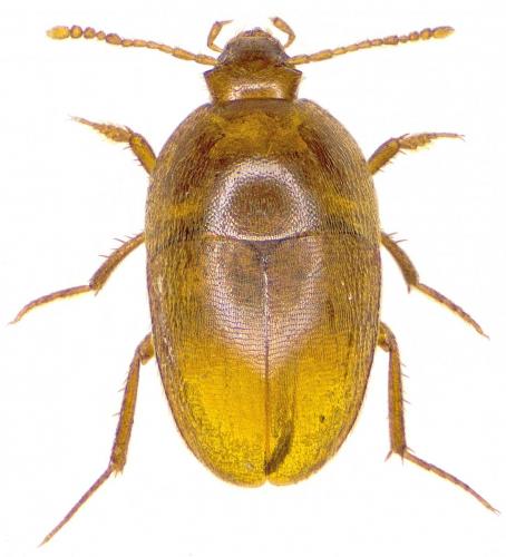 Bathysciola sp.